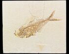 Bargain Diplomystus Fossil Fish - Wyoming #42494-1